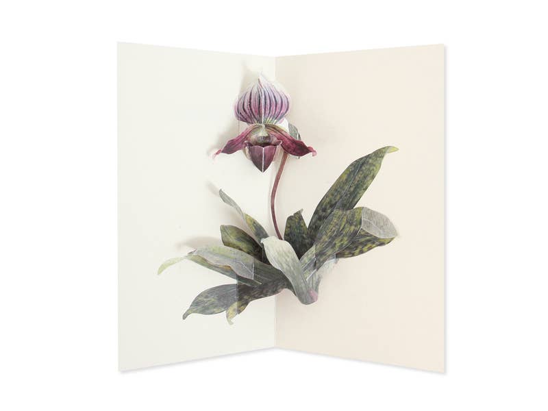 Lady Slipper Orchid Greeting Card